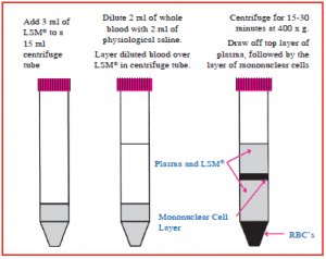 淋巴細胞分離液(LSM)以離心方式分離活淋巴細胞